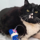 Illustration for article titled This 38-Pound Fat Cat Is Doing Fine Now